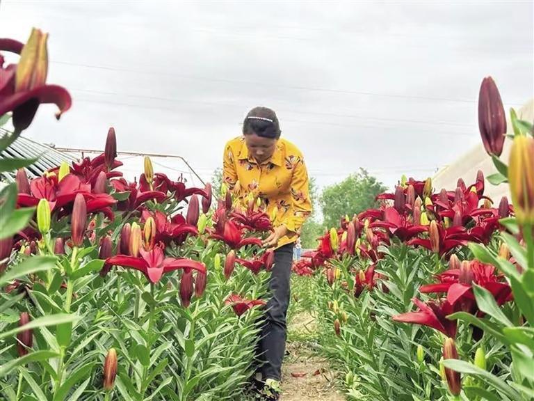 百合花种植基地入夏以来,新区花卉交易中心从早到晚都是热闹繁忙的