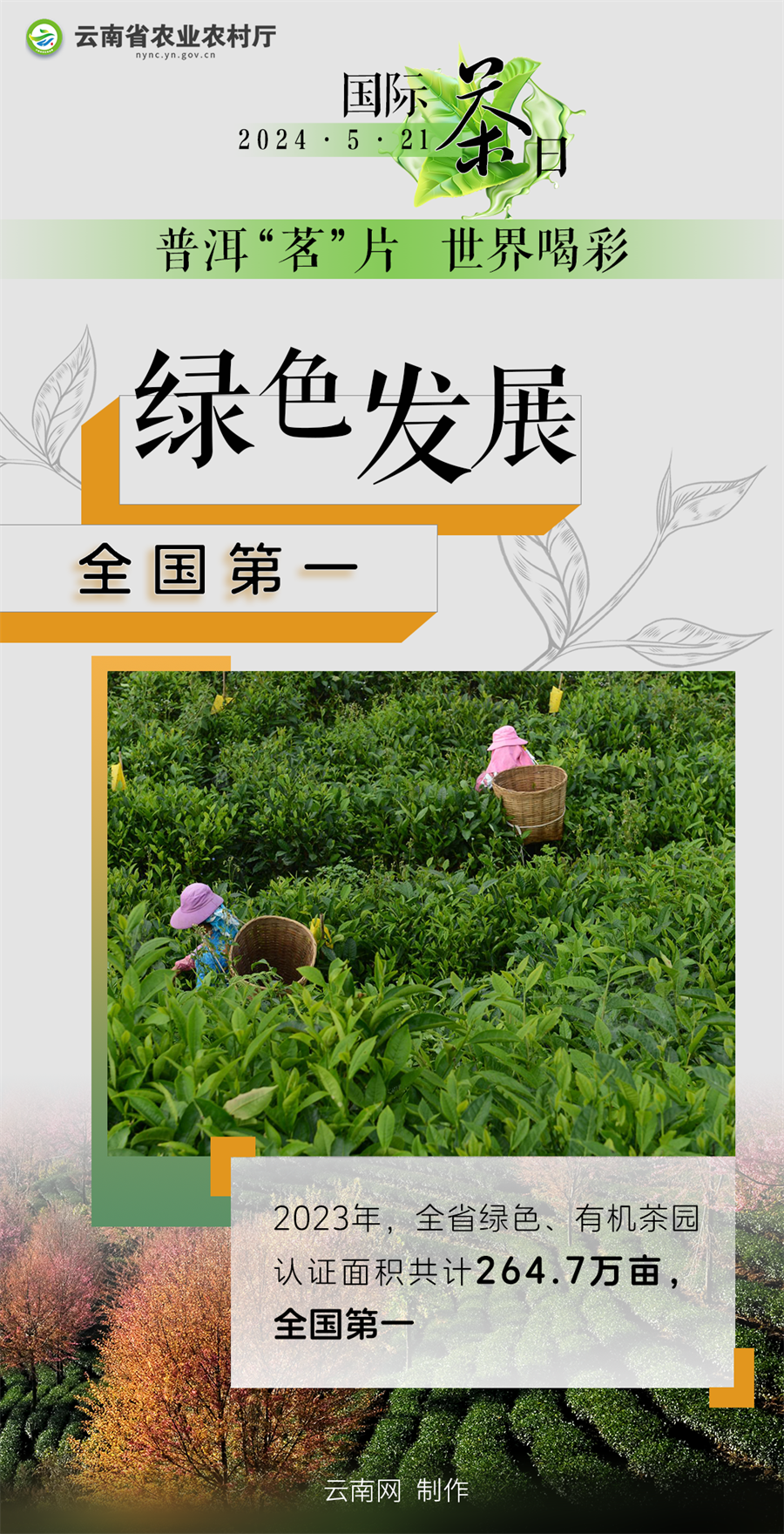 国际茶日丨小小绿叶释放大能量 "云茶"交出亮眼成绩单