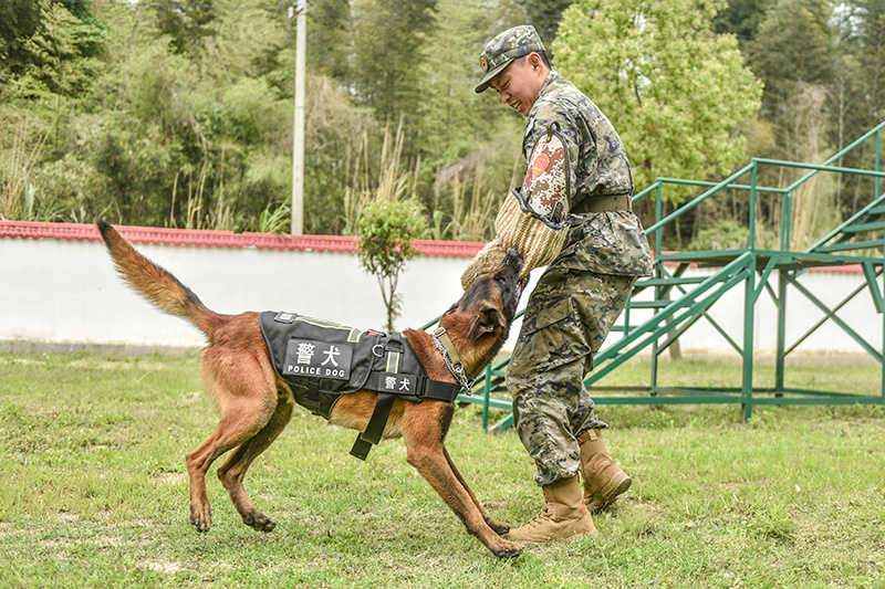 奇兵神犬冠军现状图片