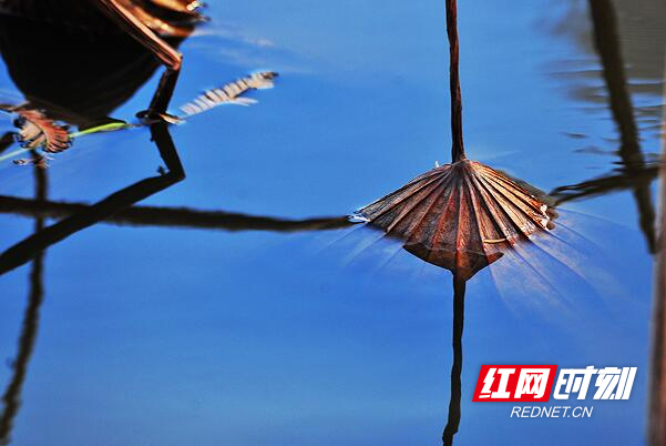组图| 荷池流韵_腾讯新闻