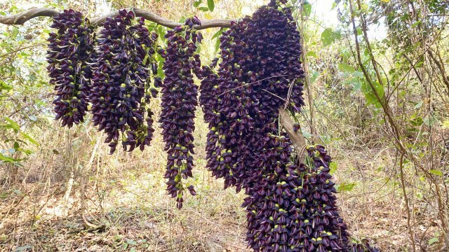 有关资料介绍,常春油麻藤花的结构比较特殊,主要由旗瓣,花萼,翼瓣