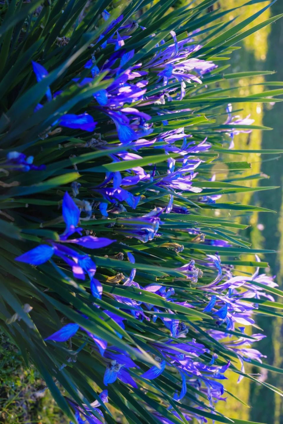 美丽新源:马兰花开  蓝紫色浪漫醉草原