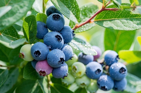 安徽怀宁蓝莓文旅节5月启幕发布五条精品旅游线路