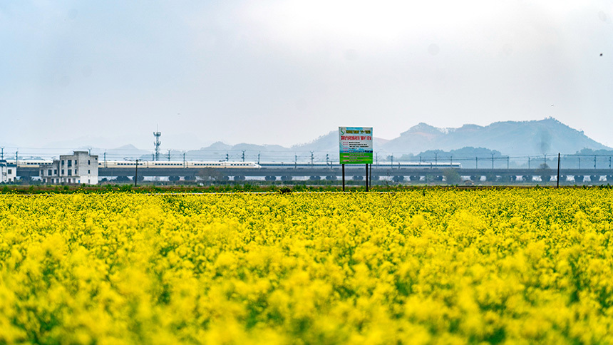 广西宾阳油菜花开春意浓