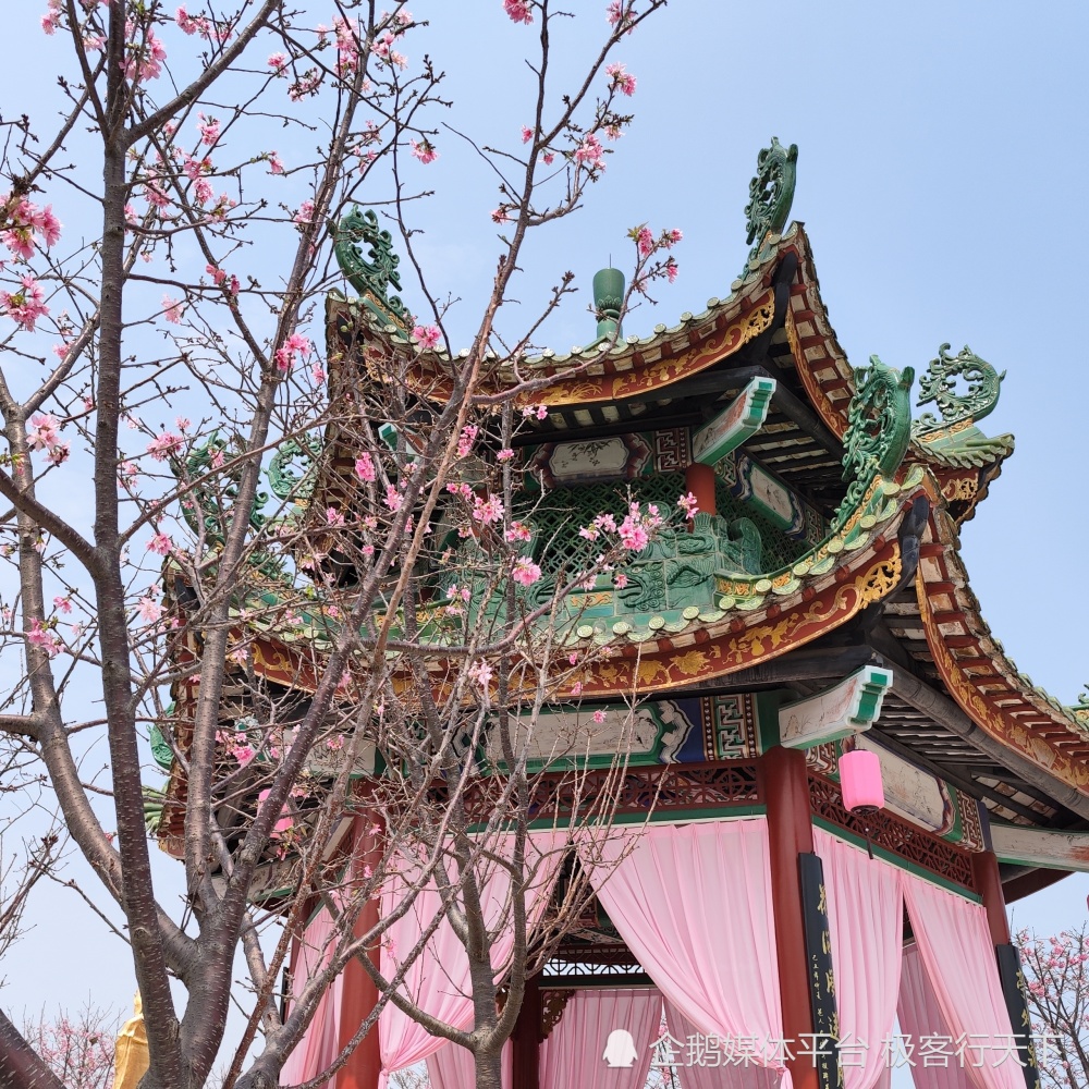 宝墨园的樱花已开好,快来赴一场樱缘群仙会