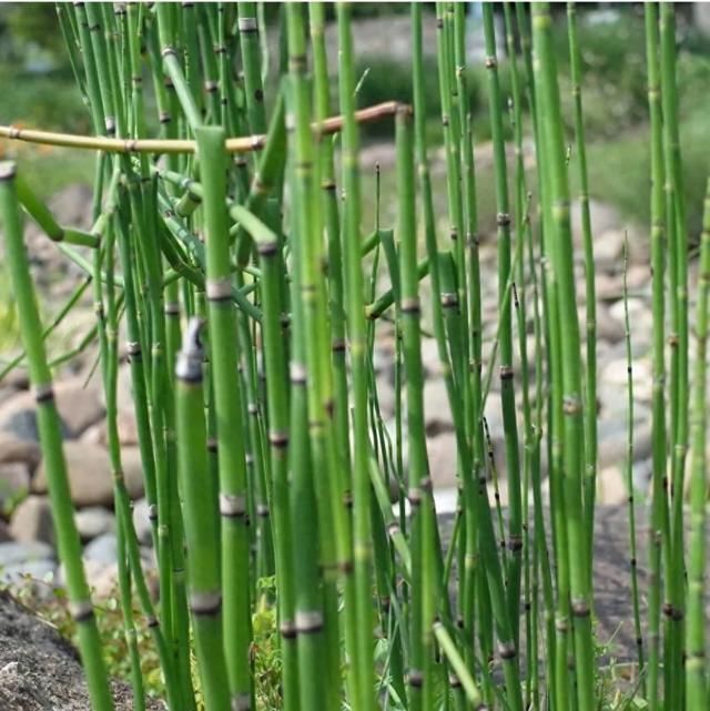 治疗眼疾的高手——木贼