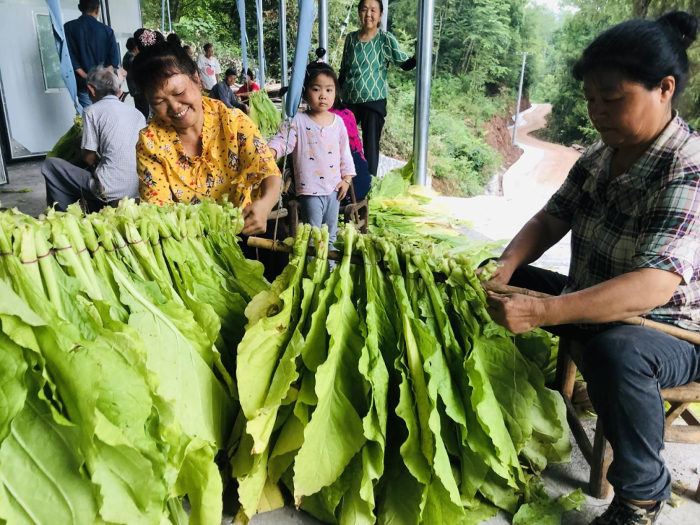 刘家坪乡:烟叶丰收在望"绿叶"变"致富叶"_腾讯新闻