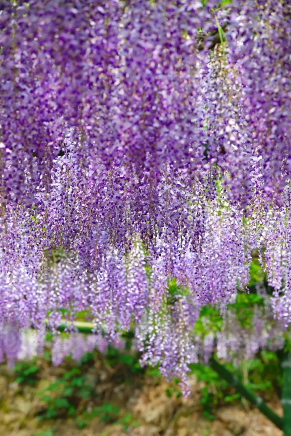 璎珞流苏,如串紫玉,明艳动人簇簇花穗悬垂枝头的景象绿野紫藤园已经