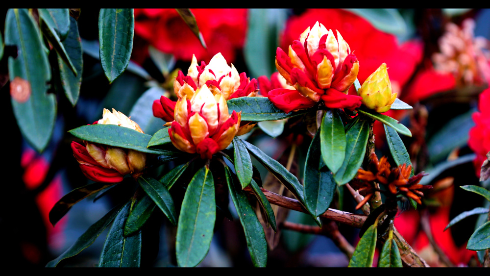 云南屏边马缨花开春意浓