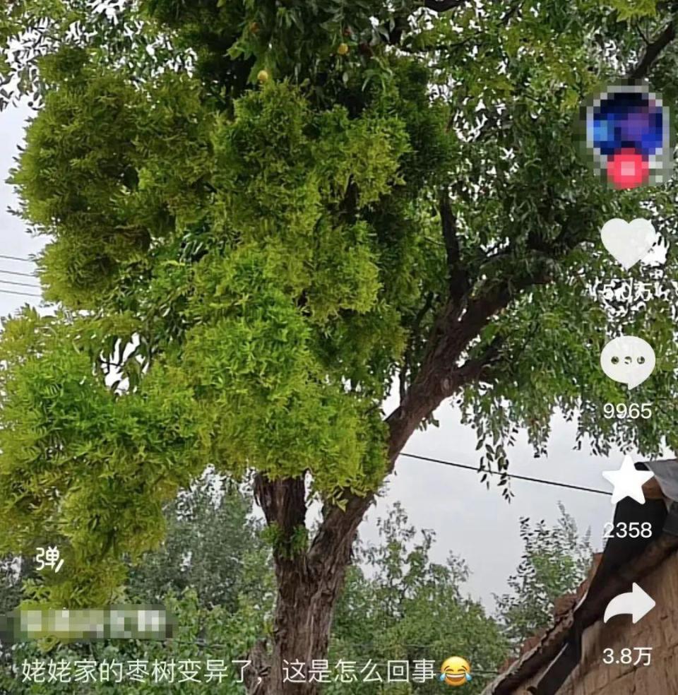 网友姥姥家的枣树突然就"发疯"了?还会传染?真相竟然是这样!