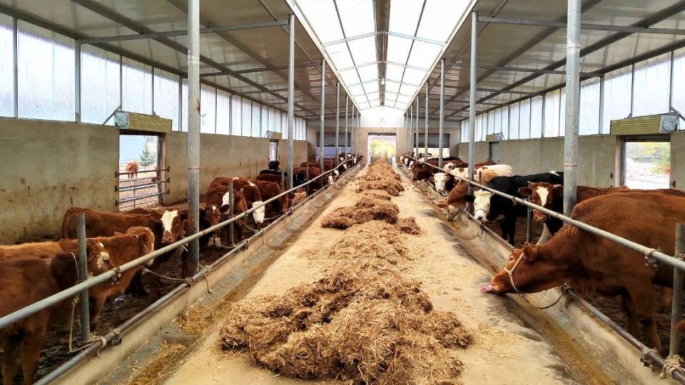 产业"强"起来 日子"火"起来——静宁县灵芝乡推进乡村振兴工作掠影