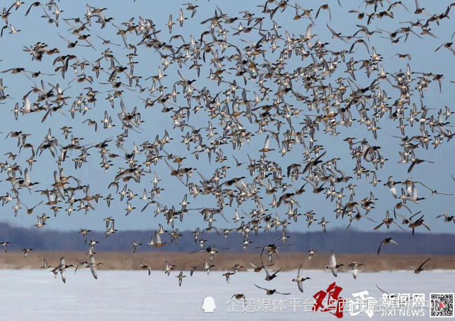 保护生态家园 欢迎候鸟回家 ——2024" 爱护自然·守护候鸟"鸡西兴凯