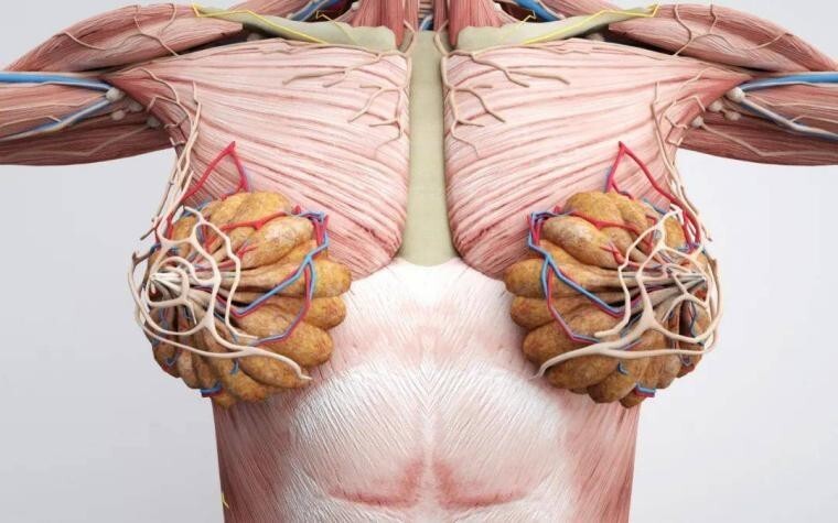 预防性切除乳房是未雨绸缪还是过度治疗