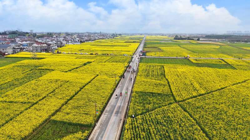 以花为媒、产景共兴 2026最美油菜花海汉中旅游文化节启幕_腾讯新闻
