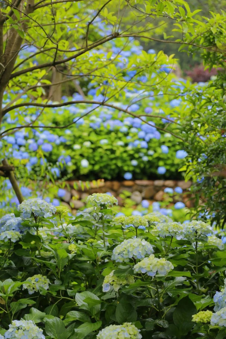 三月三绣球花海图片