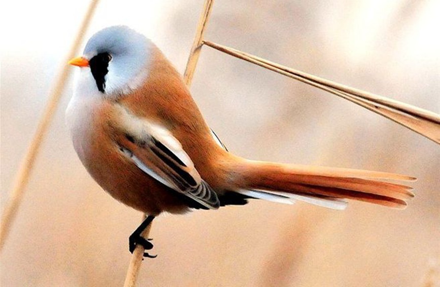 芦苇上跳动的精灵兰州三河口发现大批文须雀