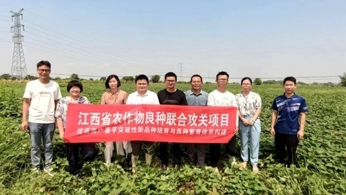 8月5日,省红壤种质所一行5人赴永修县三角乡试验示范基地开展生产技术