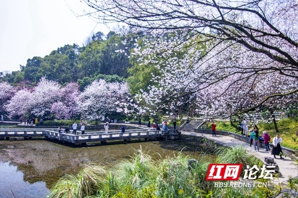 常德市望月公园图片