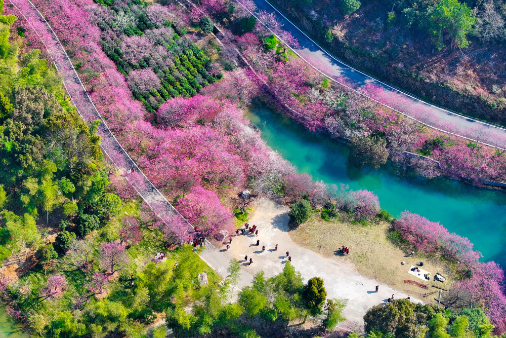 浙江长兴梅花绽放醉游人