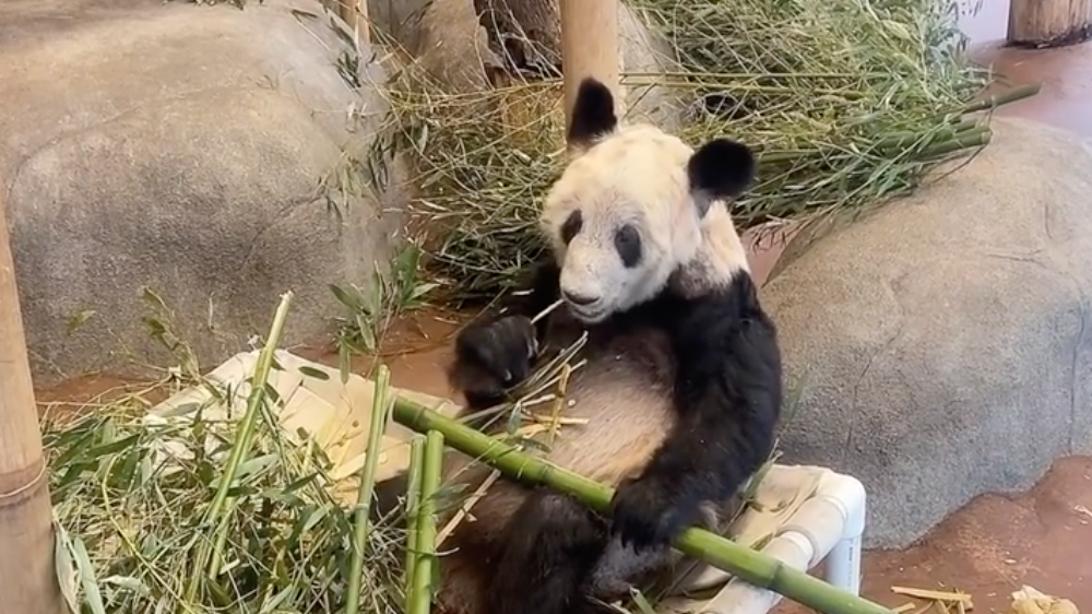 美国孟菲斯动物园为大熊猫丫丫举行送行活动
