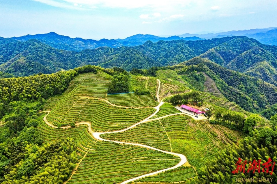 安化冷市镇:"小叶子"书写"大文章" 农文旅点亮"共富"梦