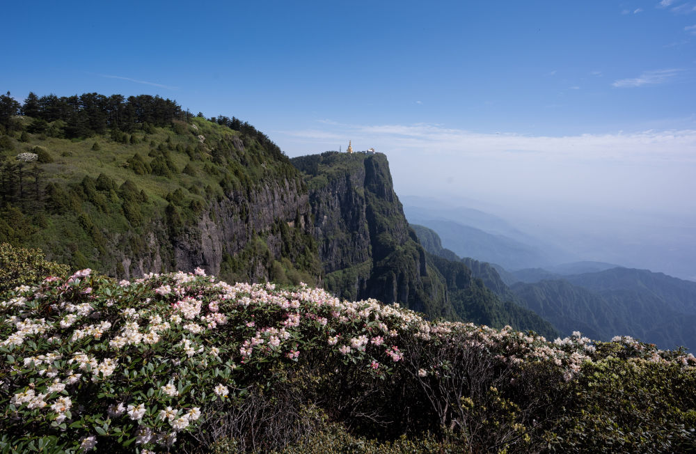 新华社记者 江宏景 摄峨眉山景区金顶的杜鹃花盛开(5月26日摄)