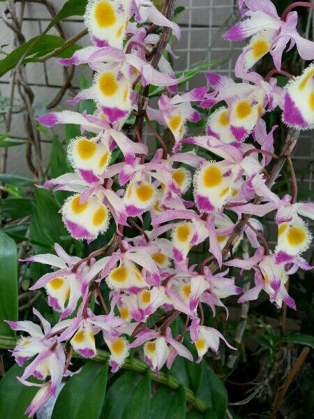 石斛中的美花石斛,你知道吗?_腾讯新闻