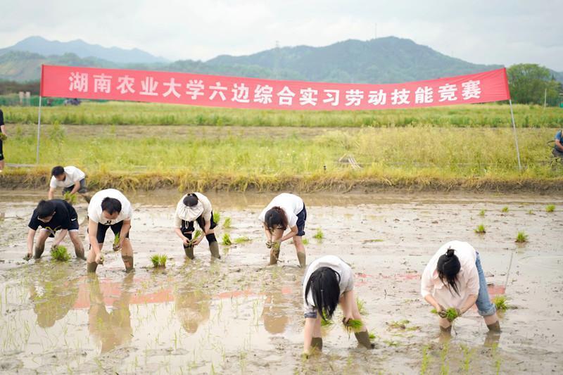 脱掉鞋袜,撸起袖子,走进水田,湖南高校举办大学生插秧
