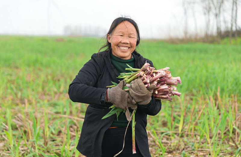洞庭湖畔芦笋采摘正当时