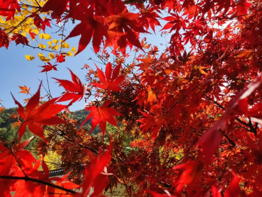 金秋时节,赴约"醉美"红叶