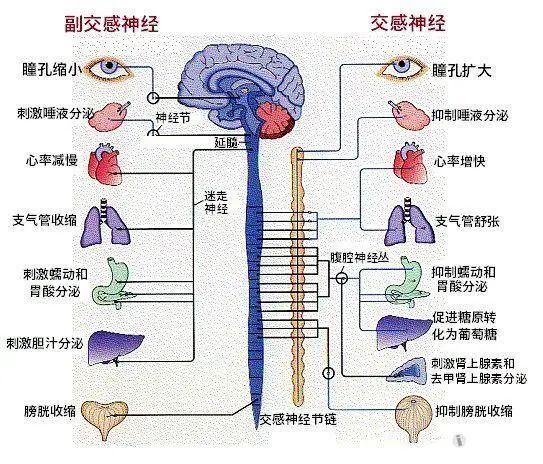 听觉神经分布图图片