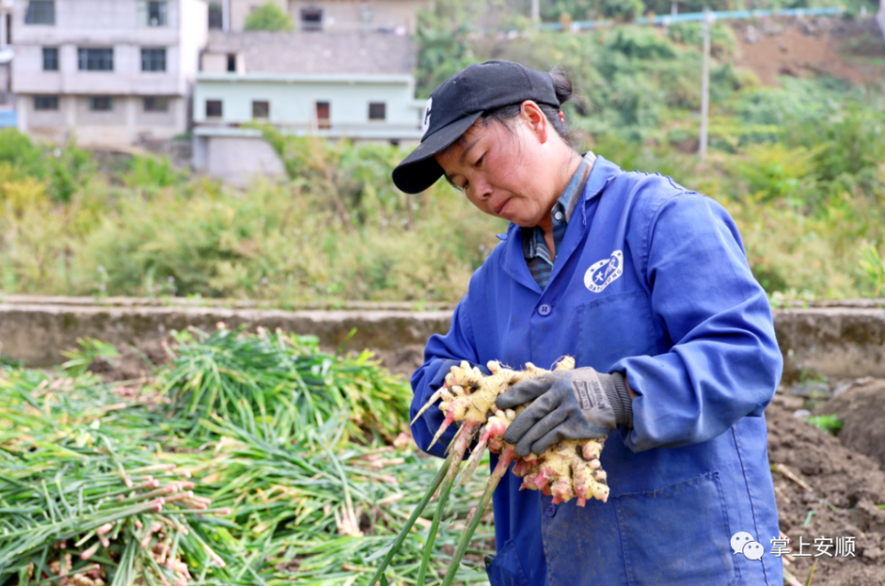 [南方生姜网-图片加载]