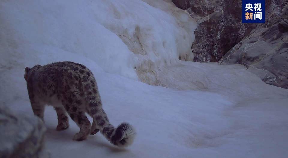 雪山之王频频亮相甘肃安南坝保护区再次发现雪豹踪迹