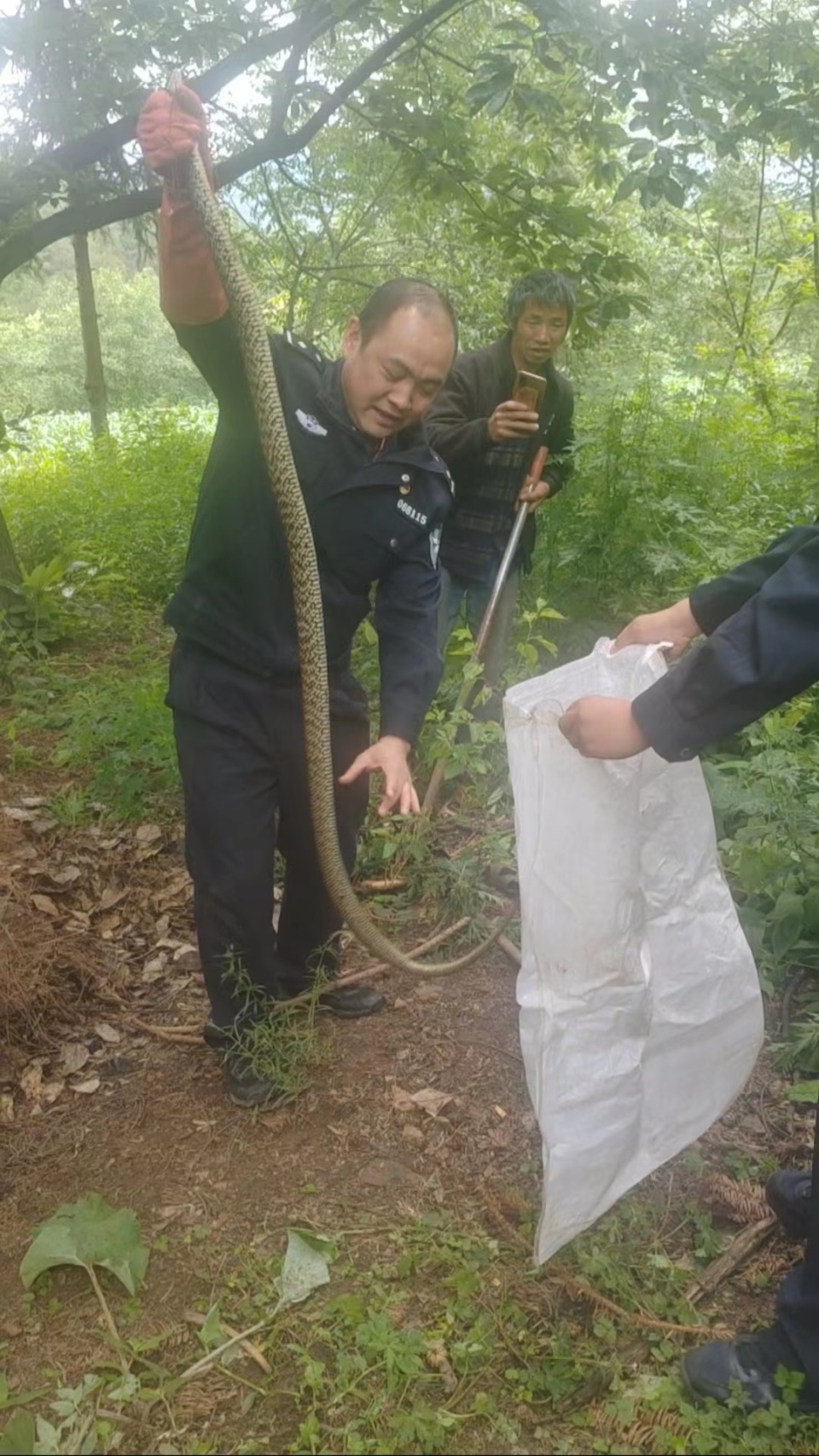 桂平西山挖蛇事件图片