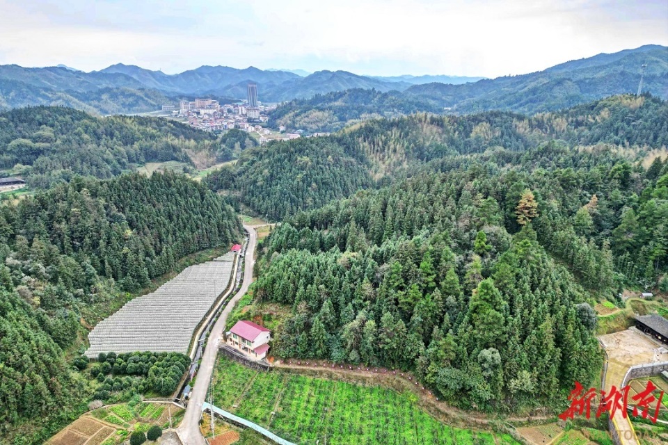 安化冷市镇:"小叶子"书写"大文章" 农文旅点亮"共富"梦