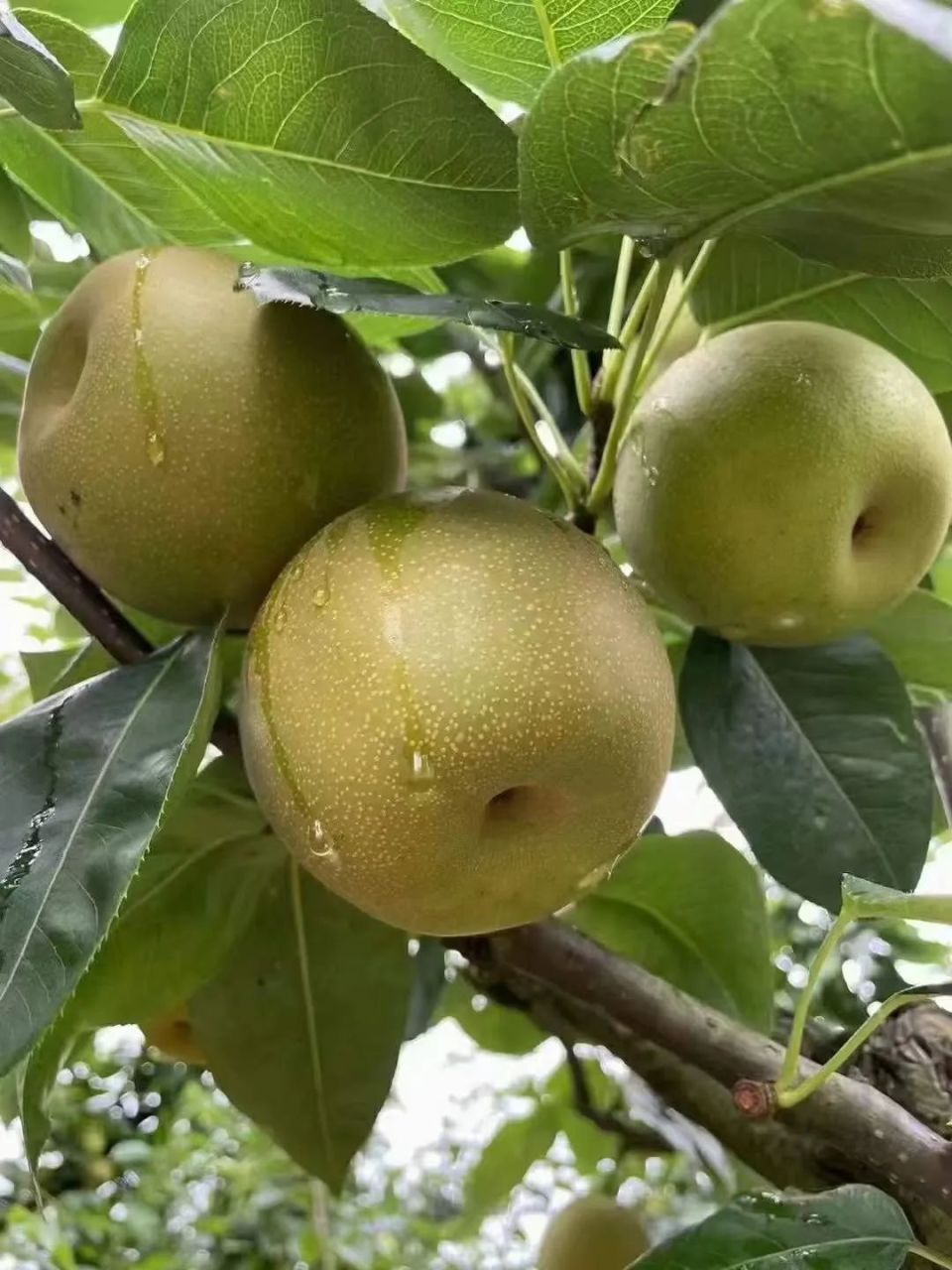 建宁夏季旅游线路推荐! 这份乐不思"暑"的游玩攻略,"趁热"收好