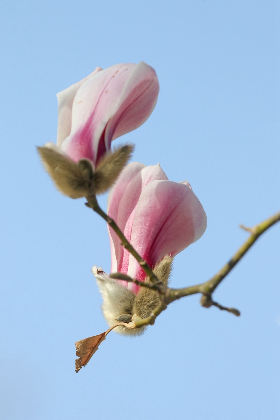 光影世界--娇美的二乔玉兰报春早