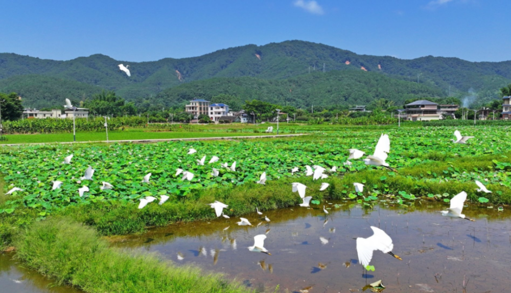 白鹭古村民俗文化景区图片