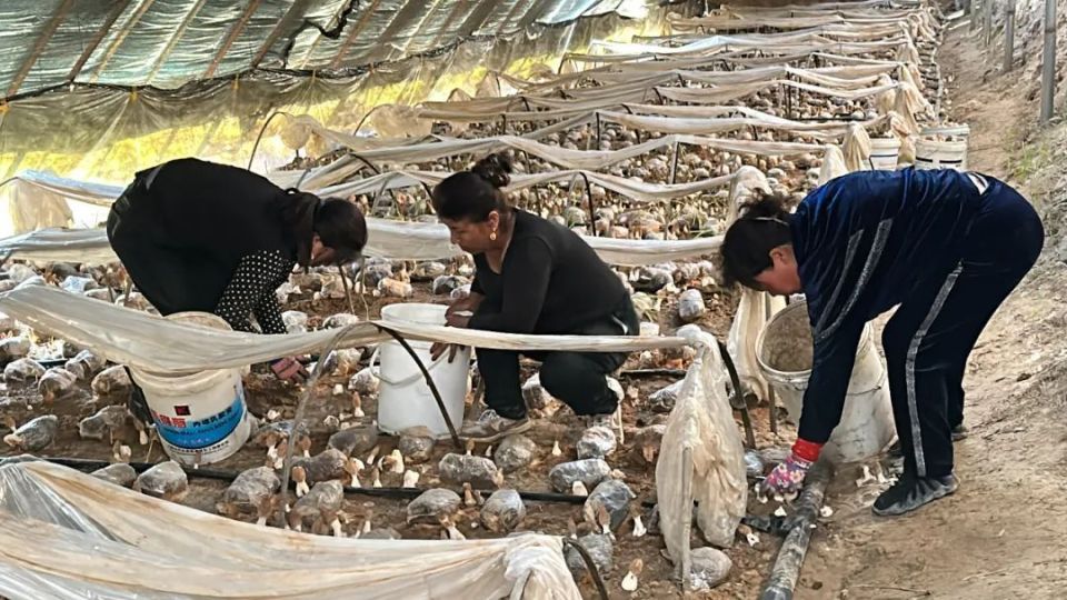 乡村振兴看伊宁 | 朵朵羊肚菌撑开"增收伞"