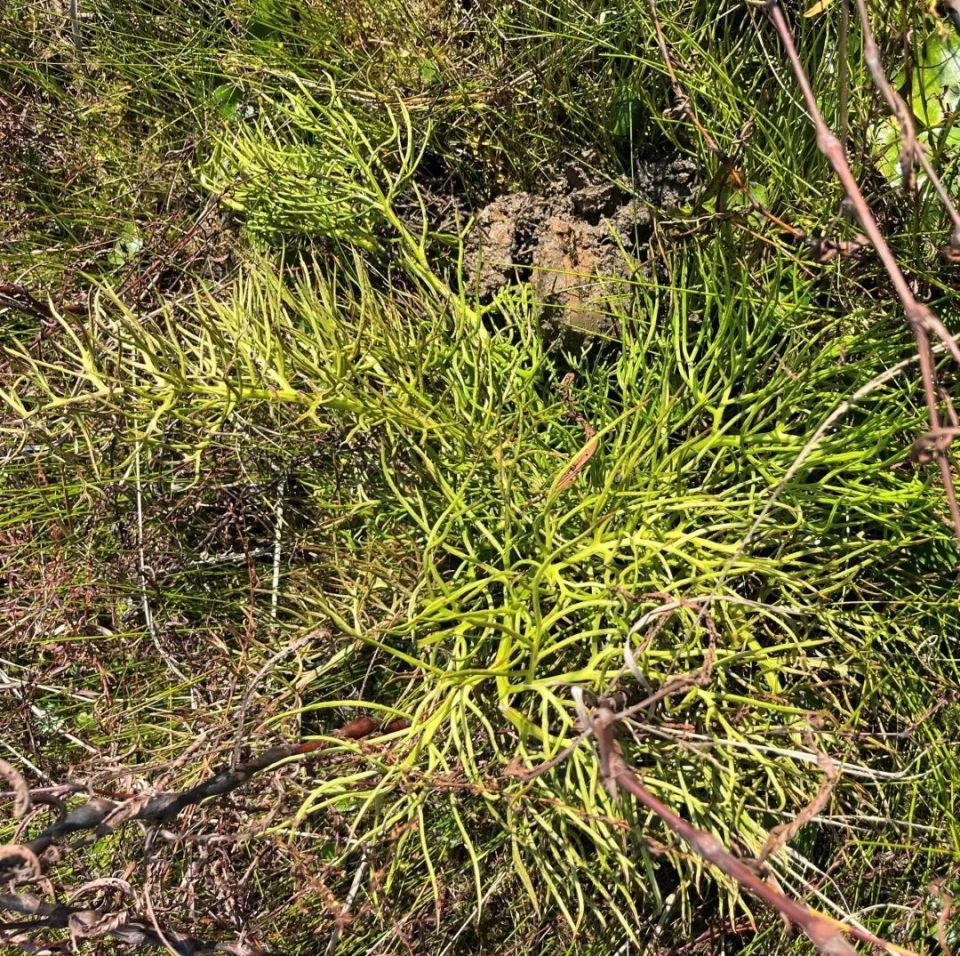 江西一地发现国家二级保护植物粗梗水蕨
