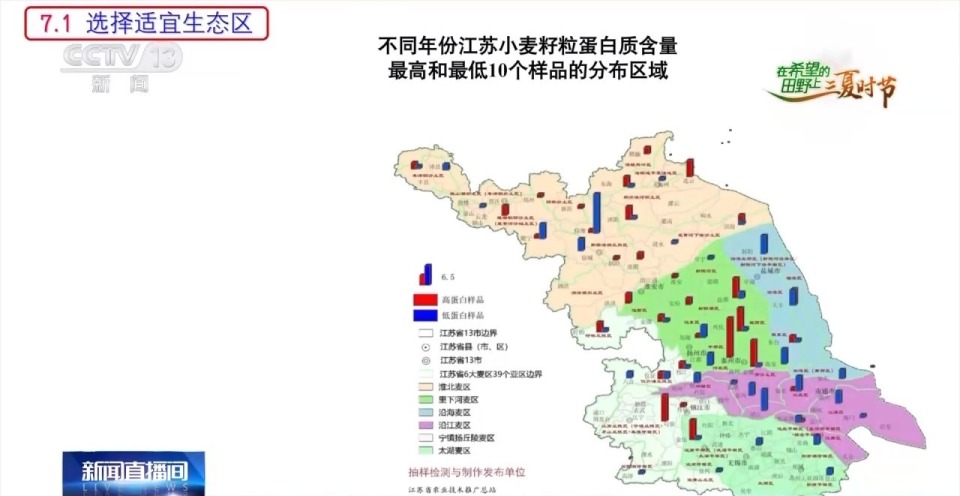 江苏小麦丰收在望 还在地里就"有主"了