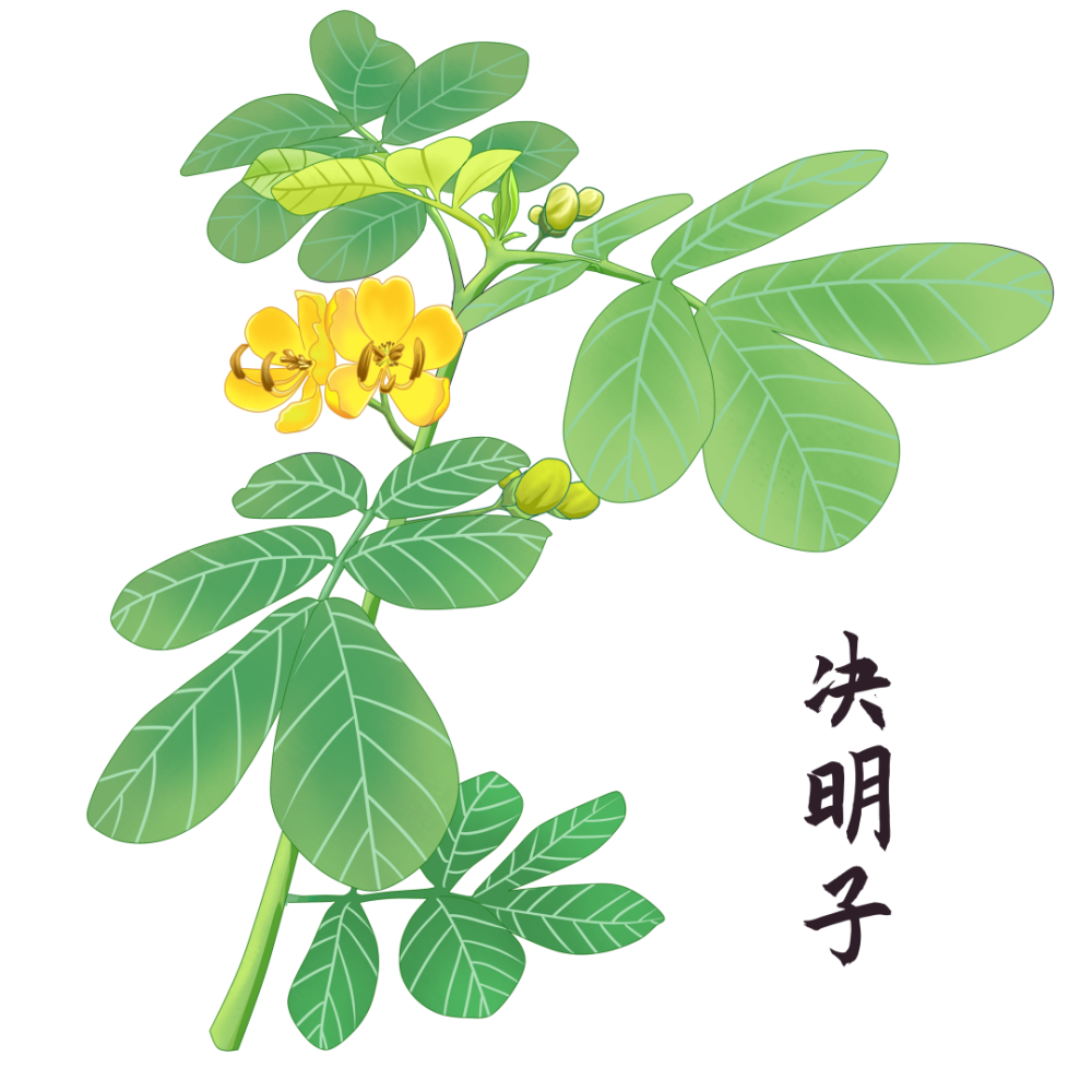 用决明子茶养生要知道这些搭配