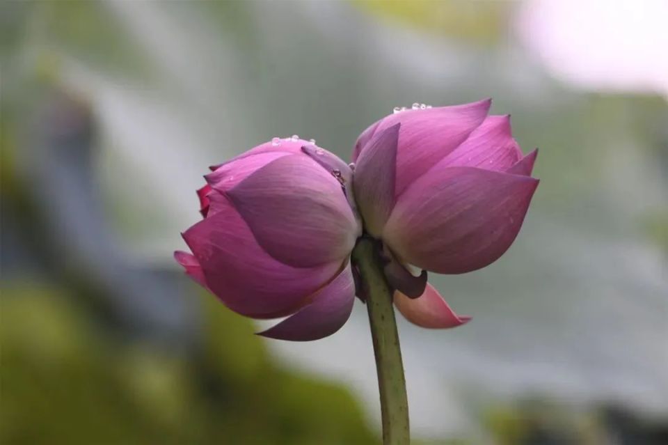 随风招展,相映成趣并肩在枝头上这株并蒂莲的两朵花骨朵在荷花种植