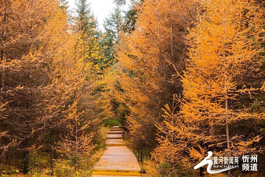 大美山西丨管涔山林海秋色正撩人_腾讯新闻