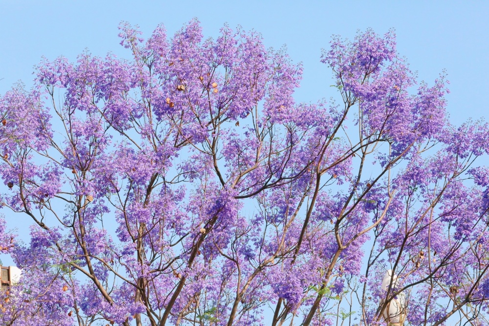 c视频|攀枝花的蓝花楹都开了,你还不来?