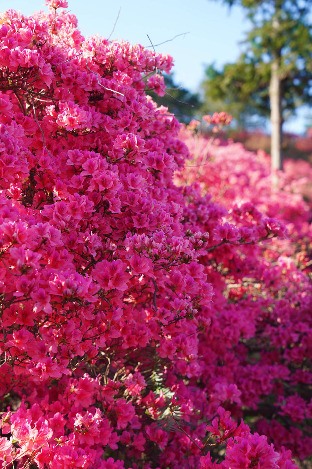 满山花海,与木兰云雾山 杜鹃花,来一场说走就走的双向奔赴