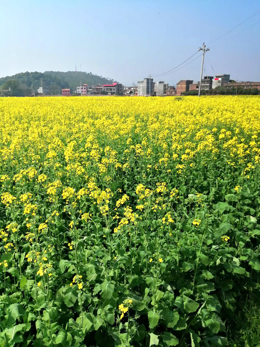 更惬意的是,由于凉亭是用粗大,宽厚的青石砌成,不是一般的砖木结构