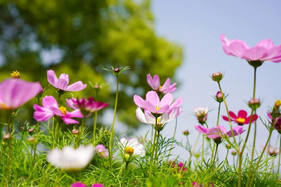 花花花花花……迷醉在重固的夏日!