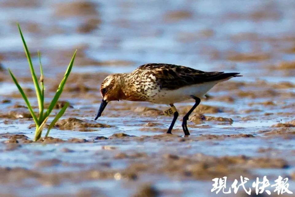 盐城东台条子泥"鸟浪"来袭