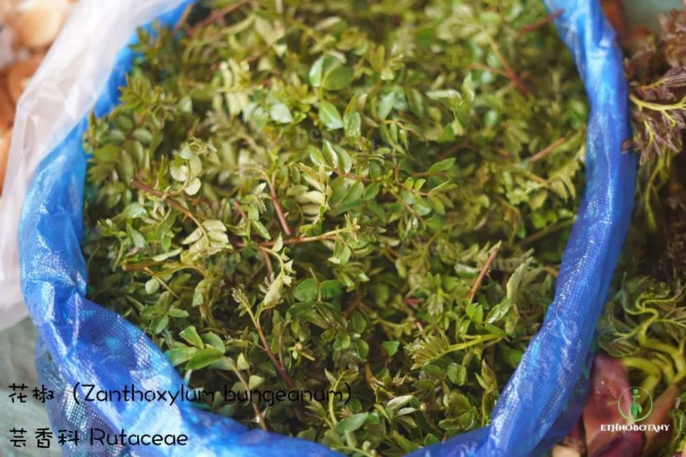 西双版纳防"晕菜"指南_腾讯新闻